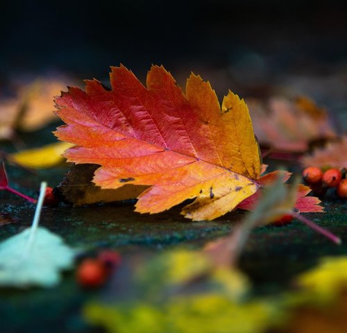 images